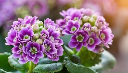 beautiful purple lilac kalanchoe flowers close up