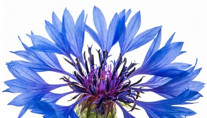 single blue cornflower centaurea cyanus isolated on white - obrazy, fototapety, plakaty