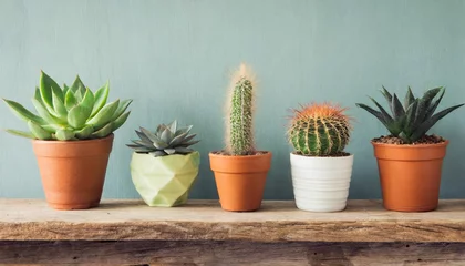 Voilages Cactus different cactus and succulent flower pots on vintage wooden shelf