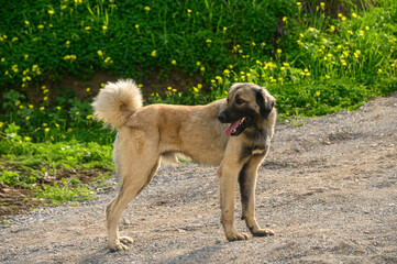 portrait of a dog in winter in Cyprus 6