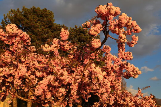 Kanzan cherry tree -Prunus serrulata- crowded with deep-pink flowers under the warm light of sunset, Kej Makedonija. Ohrid-North Macedonia-337