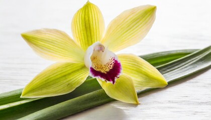 Fototapeta na wymiar yellow vanilla orchid flower isolated on white background