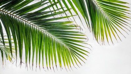 tropical coconut leaf isolated on white background summer background - obrazy, fototapety, plakaty