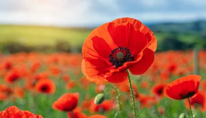 Foto op Canvas banner with red poppy flower field symbol for remembrance memorial anzac day © Pauline