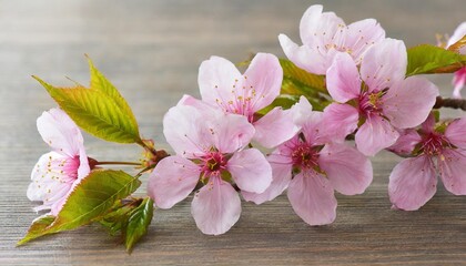 beautiful sakura for decorative on transparent background