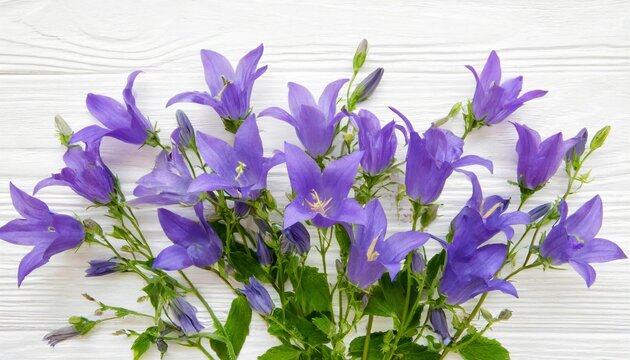 campanula flower isolated on white background top view flat lay