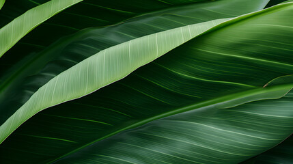 Leaves of banana tree tropical foliage lush greenery broad leaves High definition photography,,
Monstera leaf wallpaper. Tropical foliage background. Natural textured
