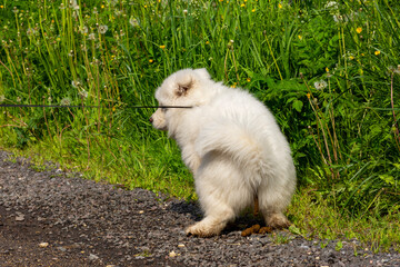 Samoyed dog shitting in the park