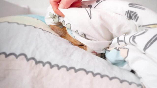 A woman's hand pushes back the blanket under which the cat lies. The cat is lying on a pillow under a blanket.