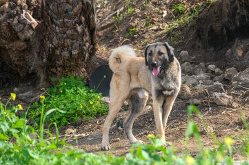 portrait of a dog in winter in Cyprus 2