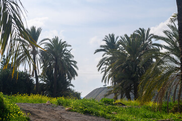 date grove in winter in Cyprus 15