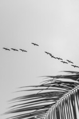 beautiful pelicans flying over in fine art black and white photo