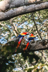 Beautiful scarlet macaw birds in Costa Rica 