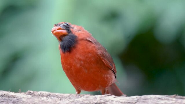 Cardinal closeup with feathers slightly molting