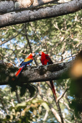 Beautiful scarlet macaw birds in Costa Rica 