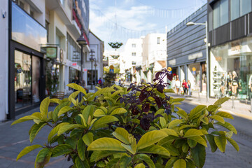 Street plants at the Old Town, Limassol, Cyprus