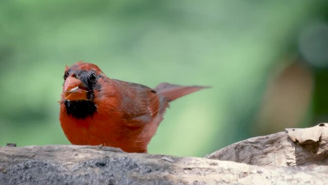 Cardinal closeup with feathers slightly molting