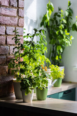 Urban gardening concept: pots on a sunny balcony with tomato. Apartment plants. Sustainable lifestyle, eco-friendly habits, fresh food for summer vitamin salad. Leisure and hobby