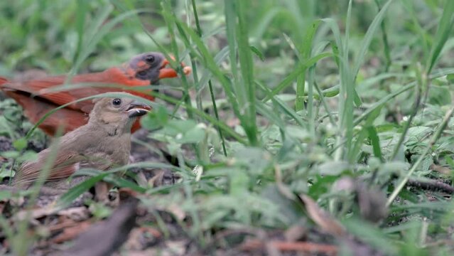 Bald cardinal feeds baby bird