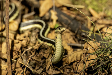 The common garter snake (Thamnophis sirtalis) 