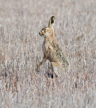 Brown Hare