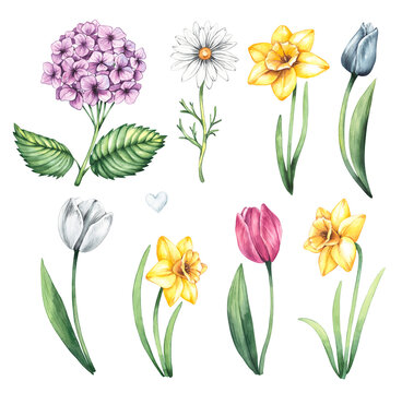 Watercolor set of spring illustrations with flowers tulip, hydrangea, daffodil, grass