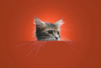 Fototapeta premium Cat Peeking Out From Behind a Red Wall