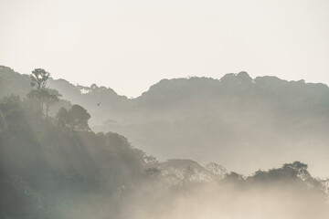 Fototapeta premium fog and myst in the morning Costa Rica