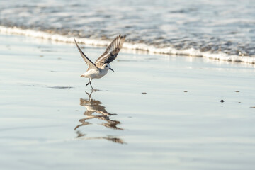 little plover spread wings Sanderling