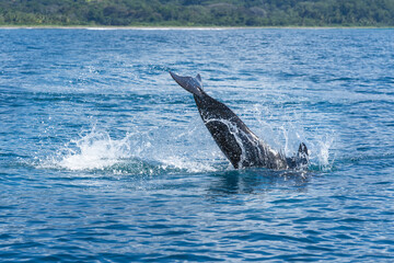 Obraz premium False orca dolphins jumping out of the sea ocean
