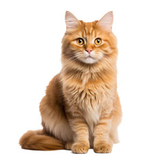 Obraz premium cat isolated on white background PNG