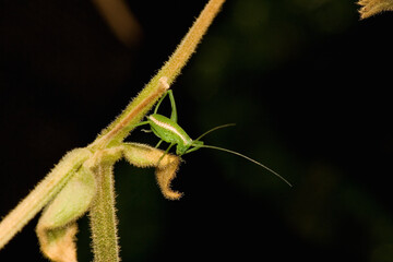 small insect