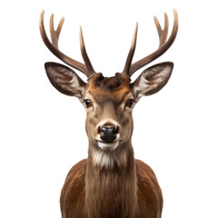 deer face shot isolated on transparent background