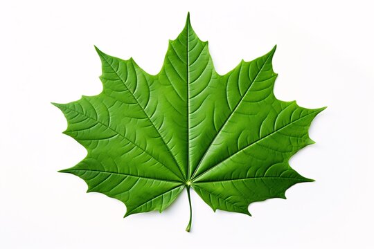 a green leaf with a white background
