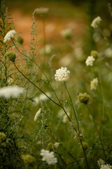 White lace flower (Orlaya grandiflora ) flowers. Apiaceae evergreen perennial plant. Numerous white...