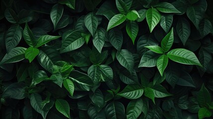 A background of juicy leaves. Dark green foliage, abstract background, natural texture. A place for the text.