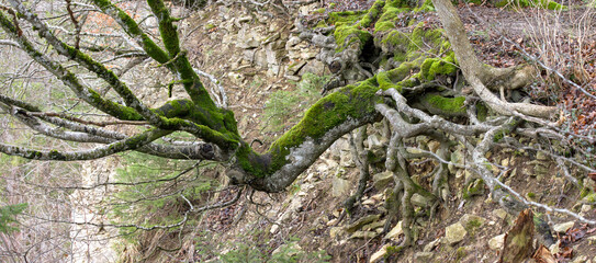 A tree defies gravity on the steep cliff, its roots anchored to the rock. Nature displays its...