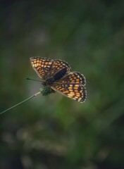 Motyl o poranku
