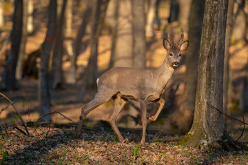 A roe deer buck passing trough an oak forest in the sunset warm light. Capreolus capreolus male.
