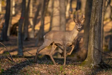 Fotobehang A roe deer buck passing trough an oak forest in the sunset warm light. Capreolus capreolus male. © Ungureanu