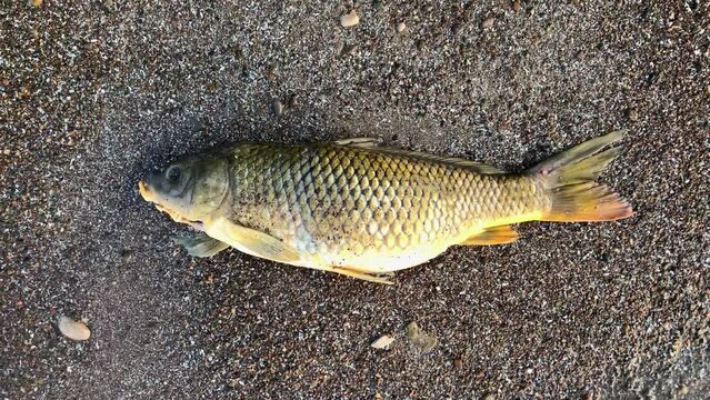 Dead fish and bones decompose on the shore of Lake Erie Ohio. Depicting climate change, global warming, and natural disasters