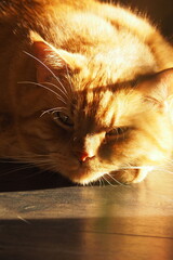 Wielki rudy kot pod słonecznym światłem - obrazy, fototapety, plakaty