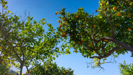 Fototapeta na wymiar Golden Oranges Basking in the Warmth of the Balearic Sunlight