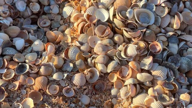 Sunset on the beach in Golubitskaya. Shell beach. Seashells are gifts of the sea. The shell coast of the Sea of Azov. The amazing light of nature. The background of the natural environment. 4K