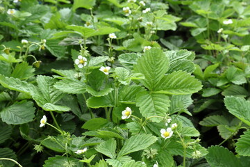 White flowers at wild strawberries plant. Green leaves. 