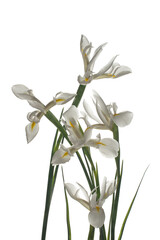 White irises on a white isolated background