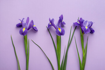 Lilac irises on a lilac background