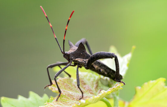 Black beetle with 6 legs and long striped red-black mustache sits on leaf, biology wildlife green background, close up. Pentatomomorpha - infraorder hemiptera from suborder of bedbugs. South Africa