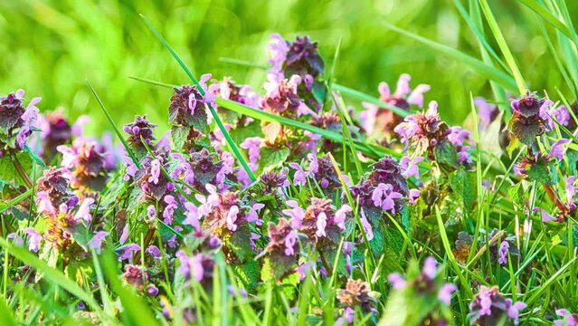 Lamium purpureum, known as red dead-nettle, purple dead-nettle, red henbit, purple archangel, or velikdenche, is a herbaceous flowering plant native to Europe and Asia.