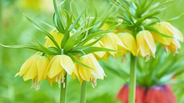 Fritillaria imperialis (crown imperial, imperial fritillary or Kaiser's crown) is a species of flowering plant in the lily family, native to wide stretch from Kurdistan to Himalayan foothills.